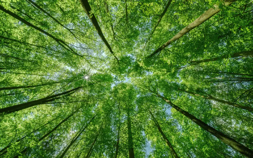 Green forest canopy viewed from below.